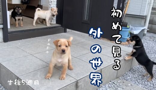 初めての外にドキドキが止まらない子犬たち