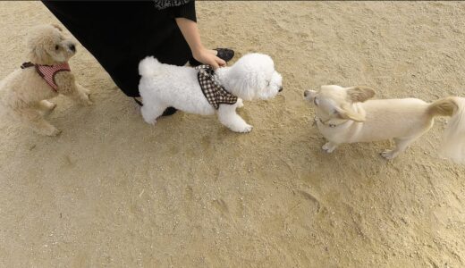 【ドックラン】社交的過ぎる犬と飼い主から離れない犬がこちら