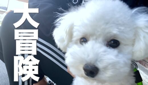 【数年ぶりの再会】おばあちゃんの家に黙って犬を連れて行ったら大冒険が始まった