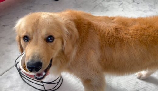 【天使の鳴き声】大型犬と子猫、多頭飼いのモーニングルーティーン