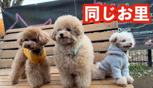 篠崎ブリーダー出身の犬が偶然集まりました【トイプードル】[4K]