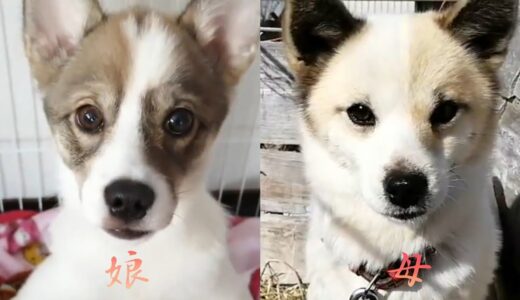 【保護犬】奇跡の再会！？【子犬】捨て犬だと思っていた！もみじの真実