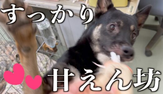 過保護に育てまくった元保護犬の遊びの誘い方が可愛い