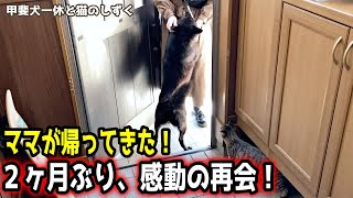 【甲斐犬一休と猫のしずく】感動の再会！出て行ったママが帰ってきた！