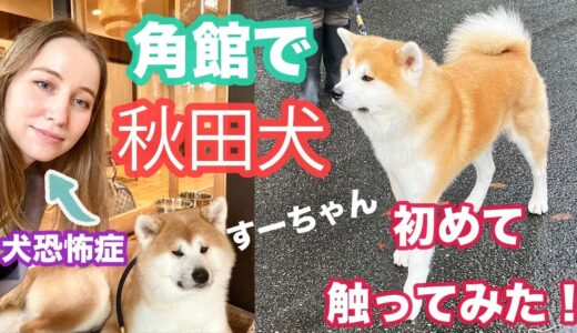 秋田県角館で秋田犬に触ってみた！あのマサルの親戚！？秋田犬のことについて飼い主さんにインタビュー！【東北の旅】秋田編