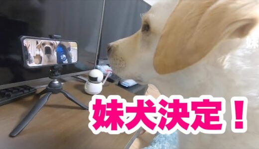 妹犬決定！ビデオ通話で妹犬と面会。ラブラドールきなこ