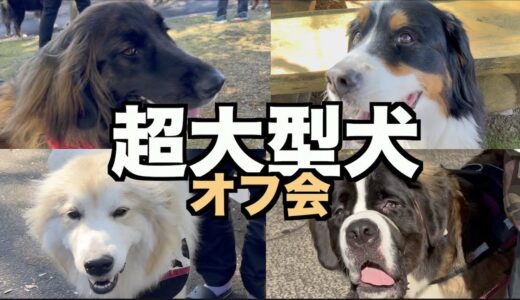 超大型犬はおっとり・大人しい？大暴れやw【超大型犬のオフ会】