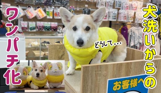 犬洗いに来たはずがワンパチになったコーギー