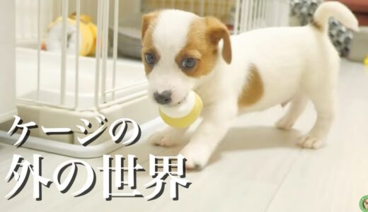 初ケージの外で兄犬と少し触れ合った弟子犬/ジャックラッセルテリア/多頭飼い