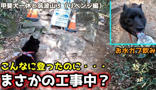 【甲斐犬一休と筑波山リベンジ３】山登りは色んなことが起こります【甲斐犬一休と猫のしずく】