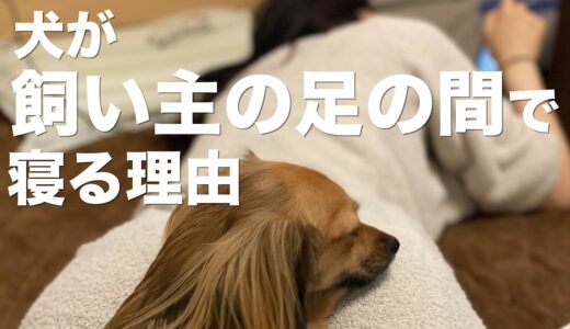 犬が飼い主の足の間で寝る理由