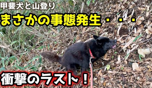 甲斐犬一休と山登り最終章！衝撃の結末・・・【筑波山４】