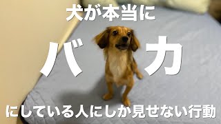 犬が心の底からバカにしている人にしか見せない行動【犬 行動 意味 嫌い 苦手】