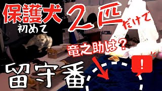 初めて保護犬2匹だけで「お留守番」イタズラ放題するか検証してみたら？お父さん崩壊w