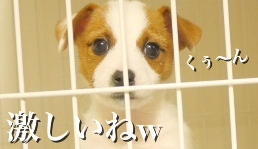 弟子犬の激しい要求鳴きと戦う飼い主と兄犬/ジャックラッセルテリア/多頭飼い/Puppy looks lonely