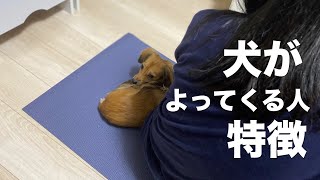 犬がそばによってくる人の特徴