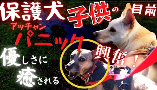 まさか？元保護犬の竜之助が「迷子かも？！」子供目前でパニック！！優しい犬が・・・可愛いw