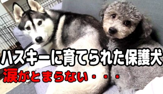 ハスキーに育てられた保護犬がこうなりました…