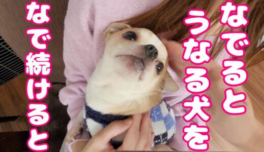 撫でるとうなる犬をなで続けると、どうなるのか？　💓（チワワ、スムチー）