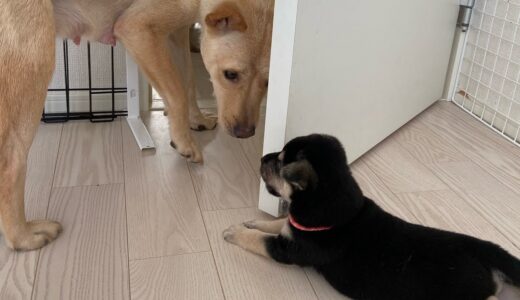 少しずつ個性が出始めた子犬たちと1人の時間を楽しむ母犬【生後1ヶ月】