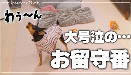 【衝撃】犬のお留守番を隠し撮りしてみたら、普段は見せない行動の連発だった…