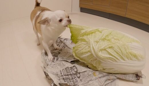 初めて白菜本来の姿を見た犬のつまみ食いが止まらないw