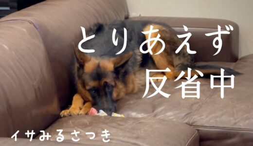 怒られるシェパードの姿　生後7ヶ月の大型犬