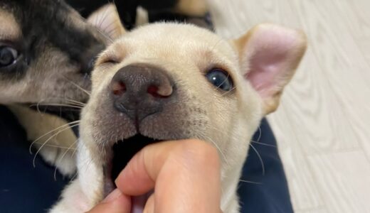 どんどんわんぱくになる子犬たち！ママと戯れて遊ぶようになりました