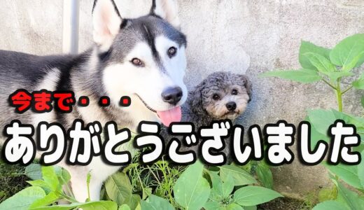 悲しい事になりました。 ハスキー犬と保護犬トイプードル