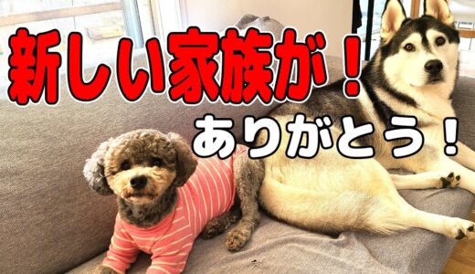 新しい家族を迎えに…ハスキー犬と保護犬トイプードル