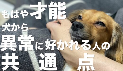 犬からものすごく好かれる人の共通点