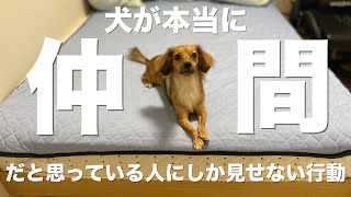 犬が心の底から仲間だと思っている人にしか見せない行動【犬 行動 意味 信頼 尊敬】