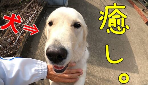 【犬】癒し効果絶大！