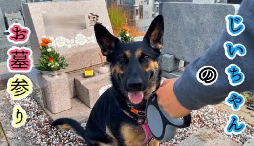 シェパード犬、じいちゃんのお墓参りに行く【German Shepherd】 My Dog Goes To Visit Grandpa's Grave!