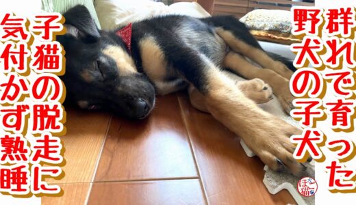 【野犬　子犬　保護犬 子猫】群れで育った野犬の子　7匹の子猫が大脱走