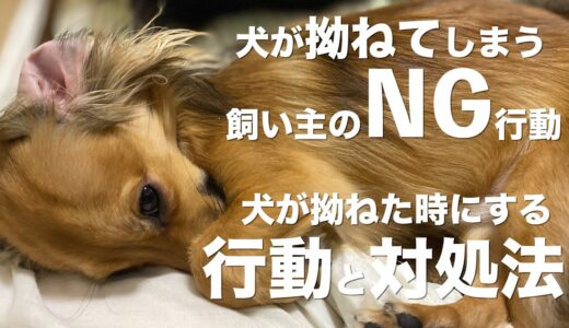 犬が拗ねてしまう飼い主のNG行動と拗ねた時に犬が見せる行動と対処法