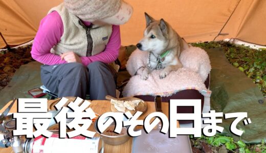 犬用の不思議なクッションをちゃっかり使いこなす愛犬🐶✨