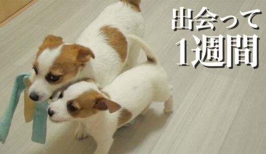 1週間でこんなに仲良くなった兄犬と子犬/ジャックラッセルテリア/多頭飼い