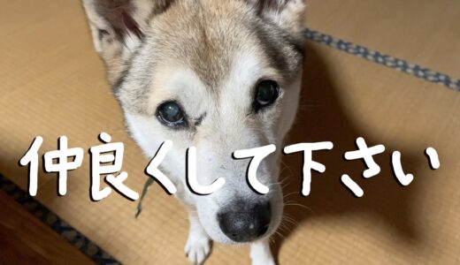 お掃除ロボットと同じ動きをする犬