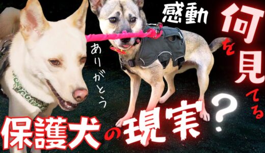 【保護犬】〇〇を見せてくれた！？劣悪な環境から幸せを手にした犬が、、可愛いw