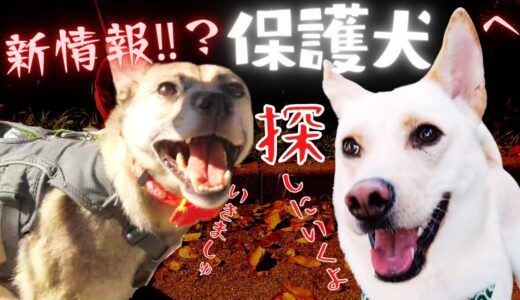 【保護犬の癒やし】竜之助に視聴者から情報が・・折れそうな程、細い首をした美しい