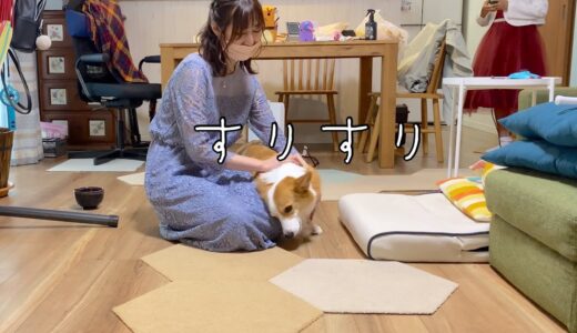 いつも母に塩対応な犬がスリスリしてきた理由とは？！【コーギー】