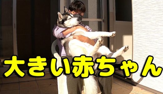 大きい赤ちゃんが甘えてきます。ハスキー犬と保護犬トイプードル