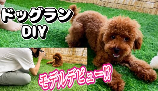 レンタル犬卒業後に殺処分予定だった子犬にドッグランDIYをプレゼントしたら...まさかの、、、