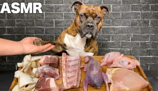 【大食い犬ASMR】豪快に生肉食べた後のお手が男前すぎる愛犬www