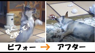 おしゃべりな犬【芋食べたら 静かになる】