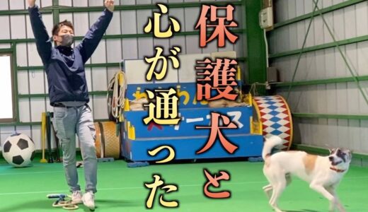 飼い主のことを忘れてしまった保護犬と心を通わせることに成功した瞬間【秘策】