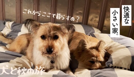 犬２匹とコンテナハウスに泊まった家族旅行その②