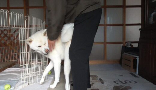 【秋田犬ゆうき】暫く会えなかった（約２時間）飼い主と再会出来たのでとても嬉しい【akita dog】