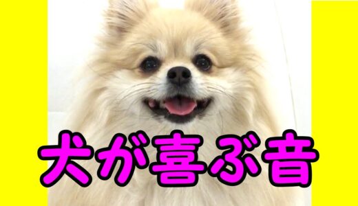 【犬が喜ぶ音】犬が寄ってくる音♪犬が反応する音♪犬が首を傾げる音♪【私は犬が好き I love Dogs】